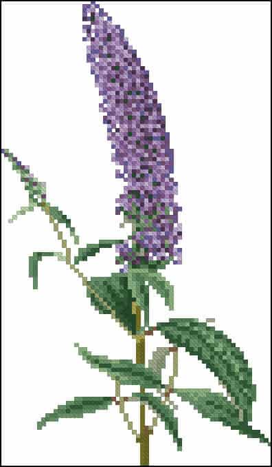 free cross-stitch parren"hyacinth"