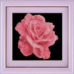pink rose 1
